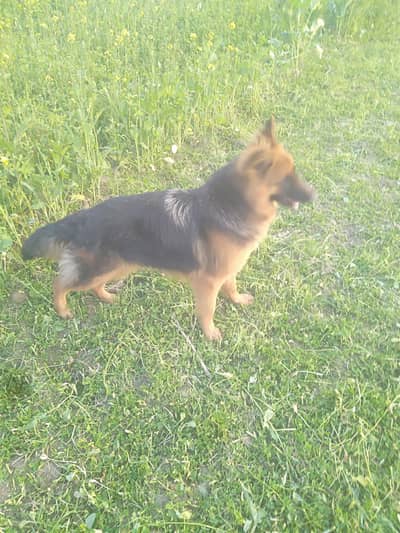 German Shepherd female