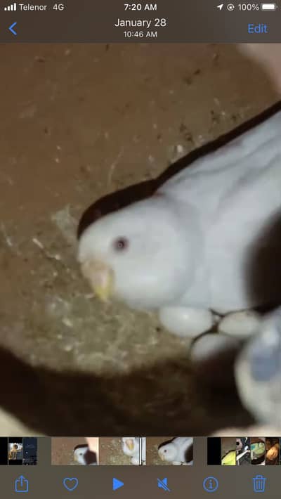 Budges Breedar pairs with chicks