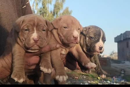 Pitbull Dog puppies