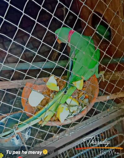 confirm breeder pair