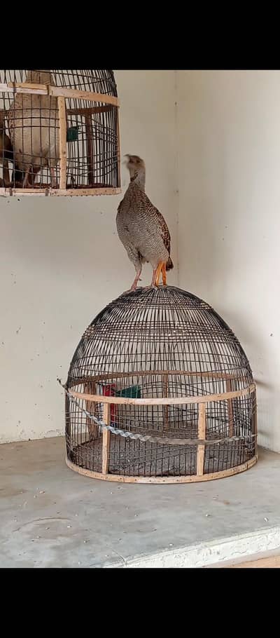 sindhi Dakni /Pure irani Teeter