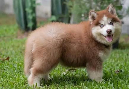 Siberian husky puppy