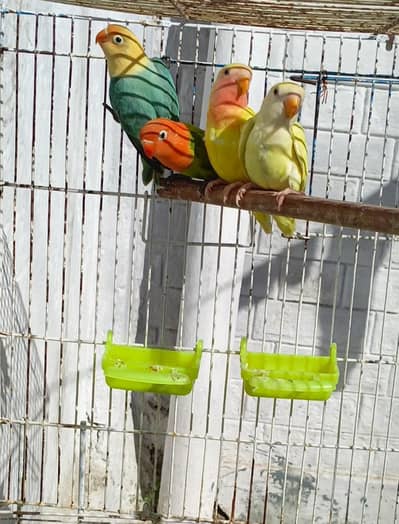 Beautiful Lovebirds for Sale