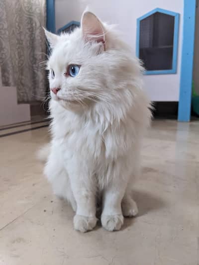 Persian male cat