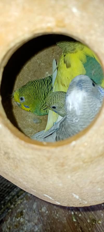 Breeder Adult Australian budgies pair with chicks