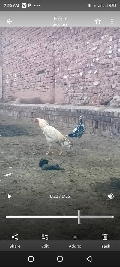 mashallah zabardast kolati hy