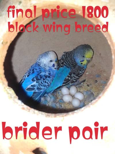 black wing ka behtarin pair call 0319  3569576