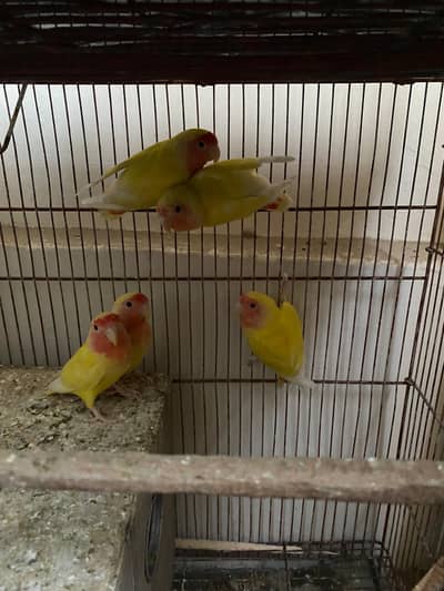 Lovebirds for sale