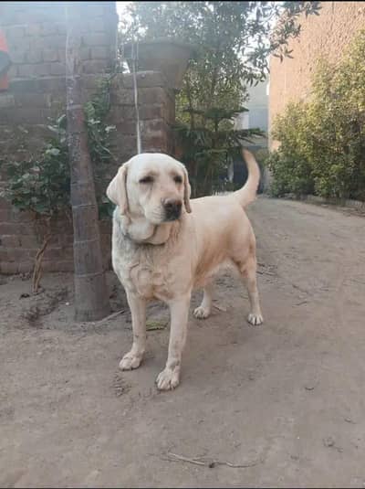 Labrador male 7 month old