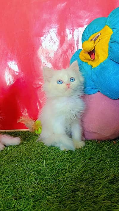 Persian Triple Coated Cats & Kittens