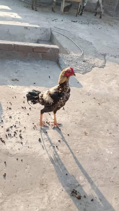 morga  ya jo number li ka ha is number par rapta kar na 03015222447