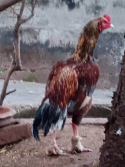 Aseel murgha, pattha, rooster