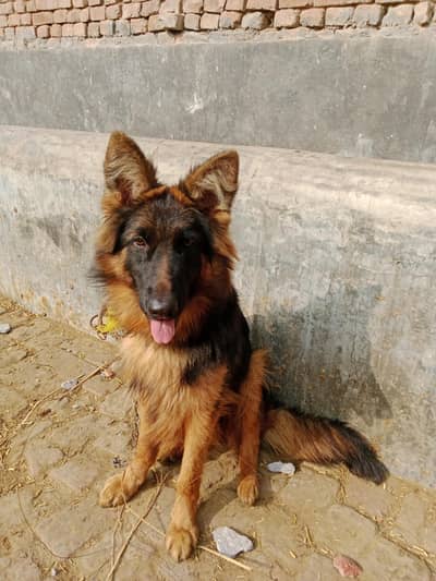 long court Pedigree dog