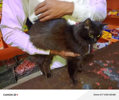 black cat fully active