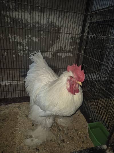 white heavy Cochin pair