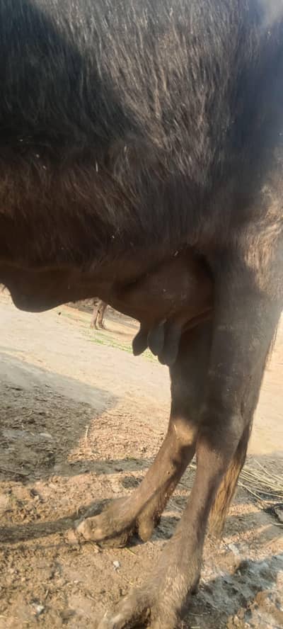 bhens or katti dood 8 kg 1month pehle bacha diya hai