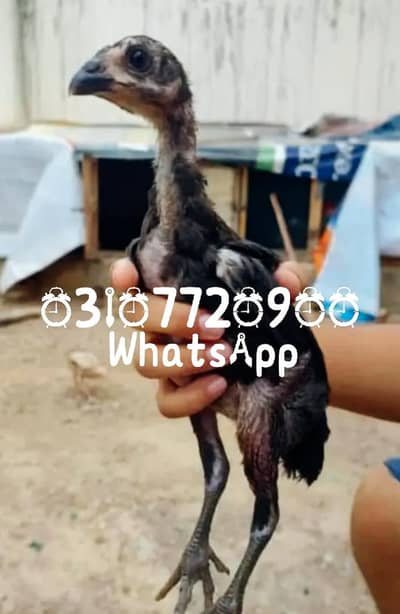 pure Thai pokeya chicks only