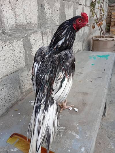 Saleeta for sale high Quality