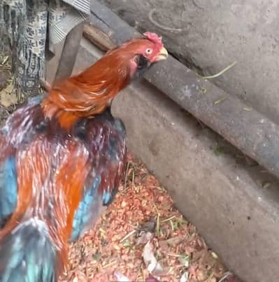 Parrot Face Khubsurt Aseel Murgha/High Quality Blood Line Aseel Murgha