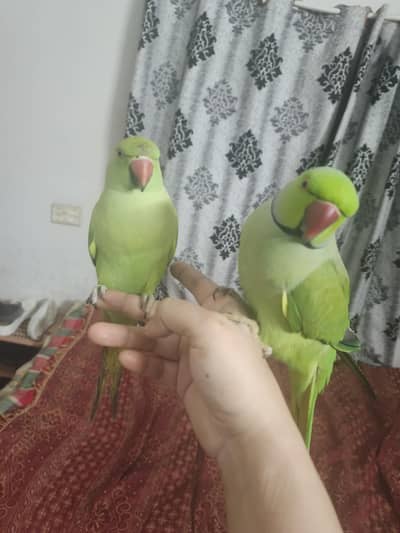 male female talking parrot
