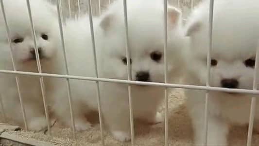 pomeranian puppies dog for sale