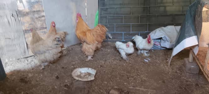 Golden buff 1 male 2 female  . bantam  pair 1male 1 female. chiks