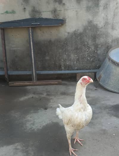 white aseel hen