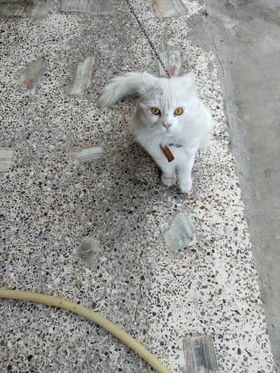 cat for sale for home