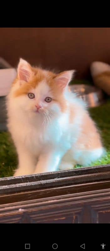 Persian cat for sale male female vaccine clear 0304=18=93=198=