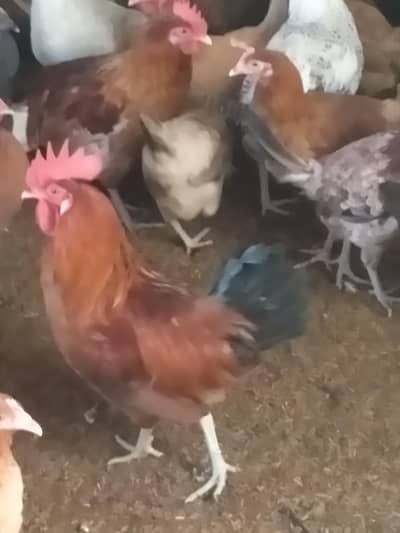 Murgi & morga for sale healthy and well cared pieces