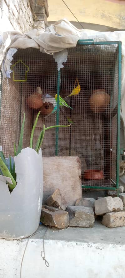 Big Size Cage 2.5x3x3 foot with 7 budies one chick