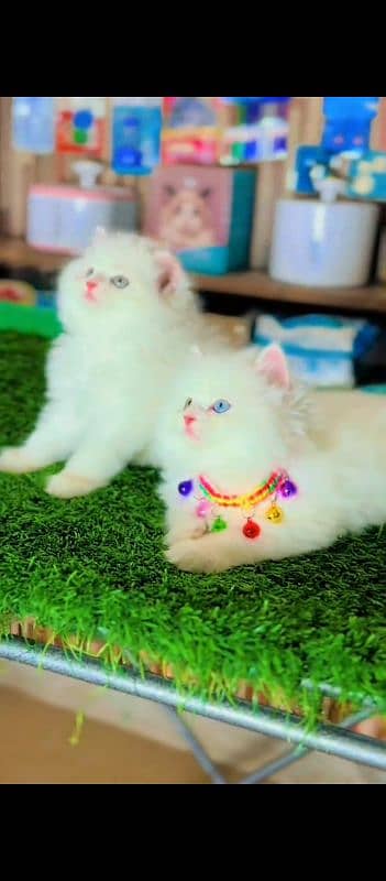 Persian cat for sale male female vaccine clear 0321=44=95=387=