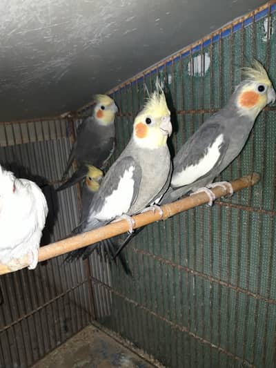 Grey and Cream Cockatiels