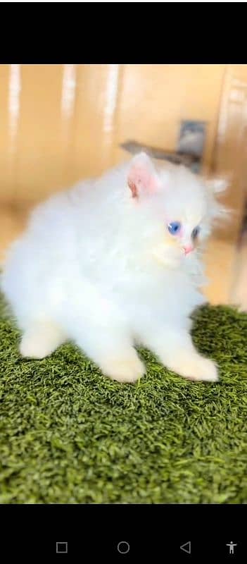 Persian cat for sale male female vaccine clear 0321=44=95=387=