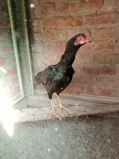 Trat pakoye Quality female