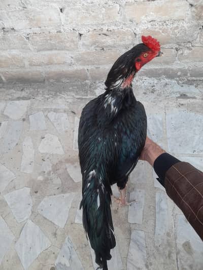 Black aseel for sale