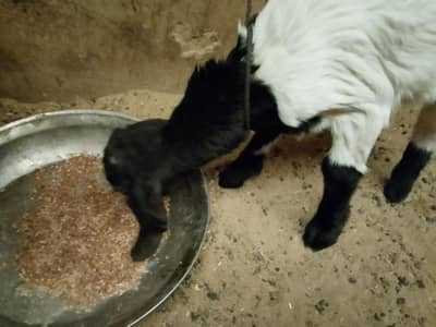 Mundra dumba or AK bakari ka bacha