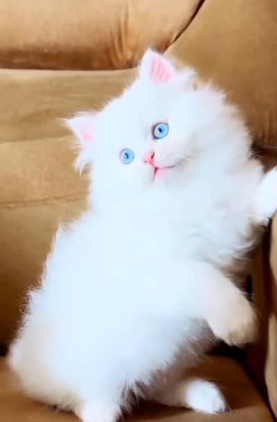 Persian Cat. Kittens for Sale may WhatsApp 03126762031