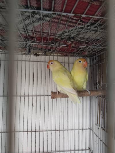 creamino deciono parable euwing opline breeder pairs