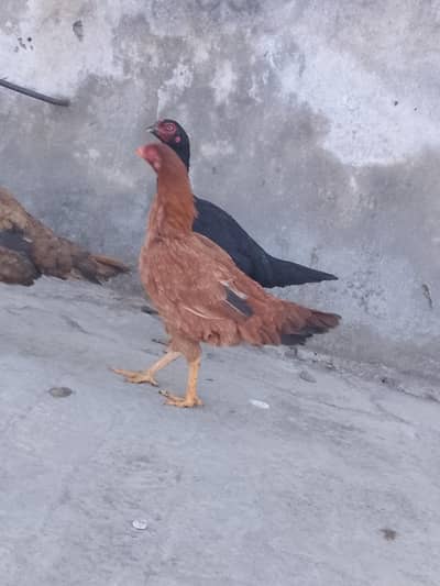 mianwali aseel murgia  per piece 3000