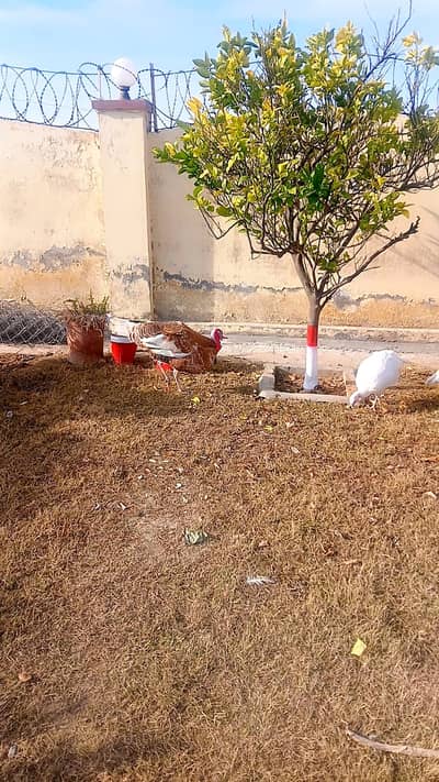 خوبصورت ٹرکی برڈ فار سیل۔ ی