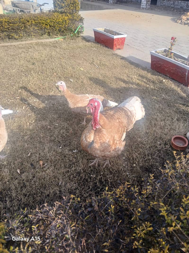 خوبصورت ٹرکی برڈ فار سیل۔ ی 1