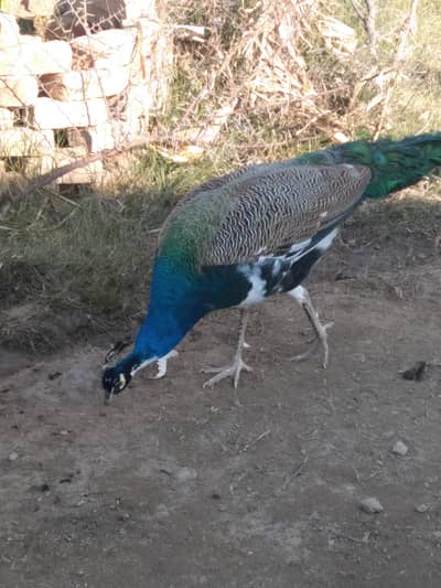 Pied Peacock For Sale