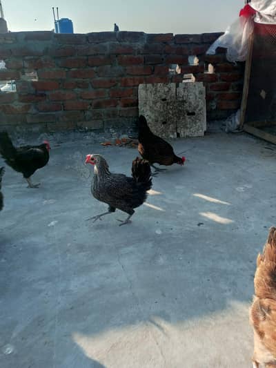 Golden Misri Hen For Sale