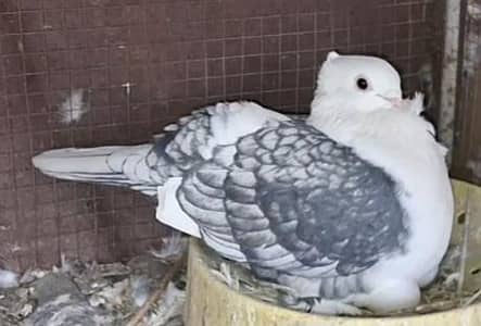 Sentinent Black Cherray female and  King Modena Single Pigeon for sale