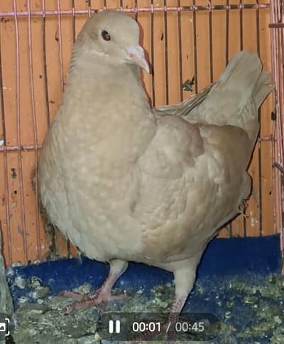 King Modena Single Pigeon for sale