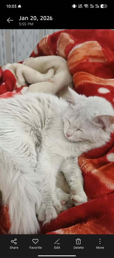 call for serious buyer