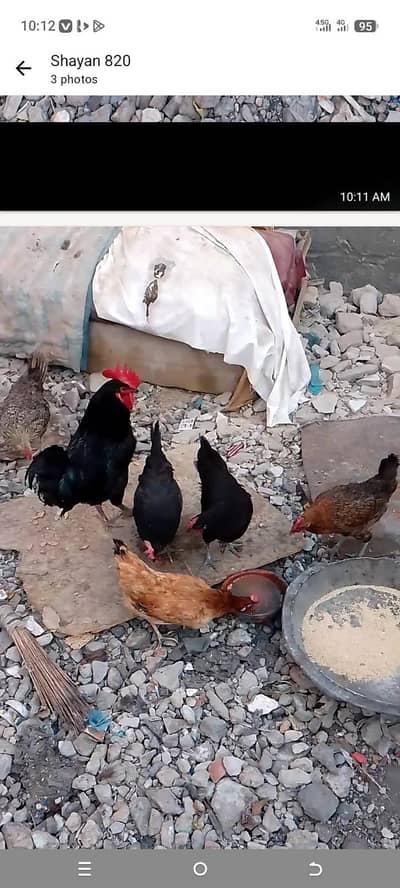 ande wali misri or morga sale Karna he