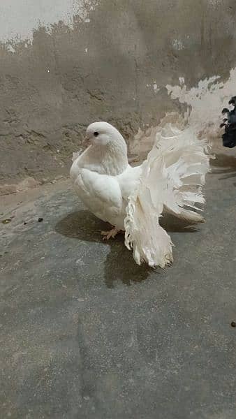 کبوتر ہے یہ