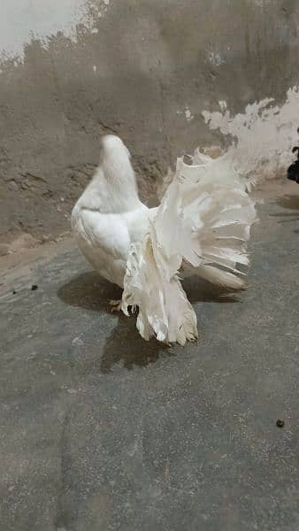 کبوتر ہے یہ 1